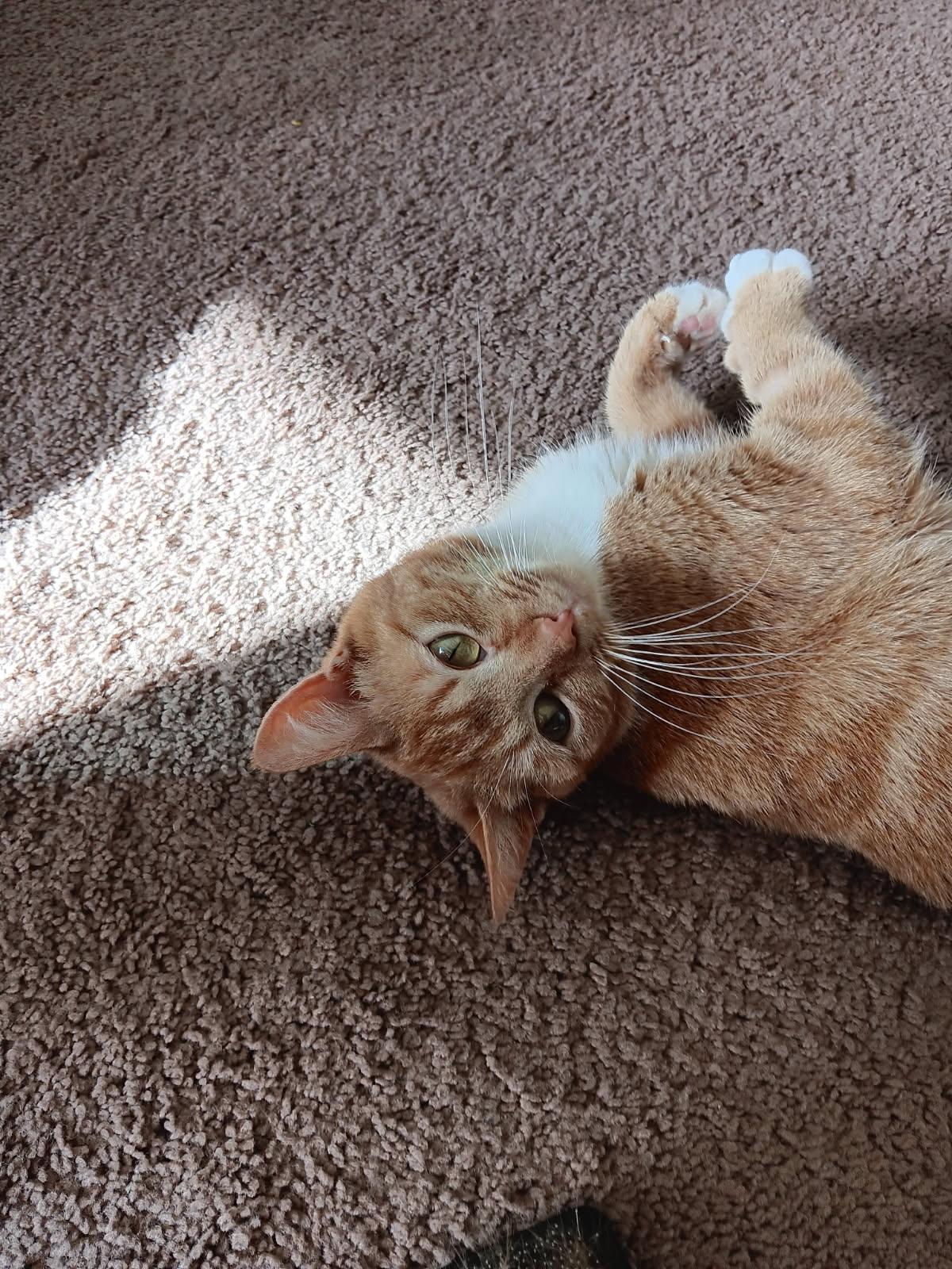 Cheddar, Adoptable, Young Female Domestic Short Hair.