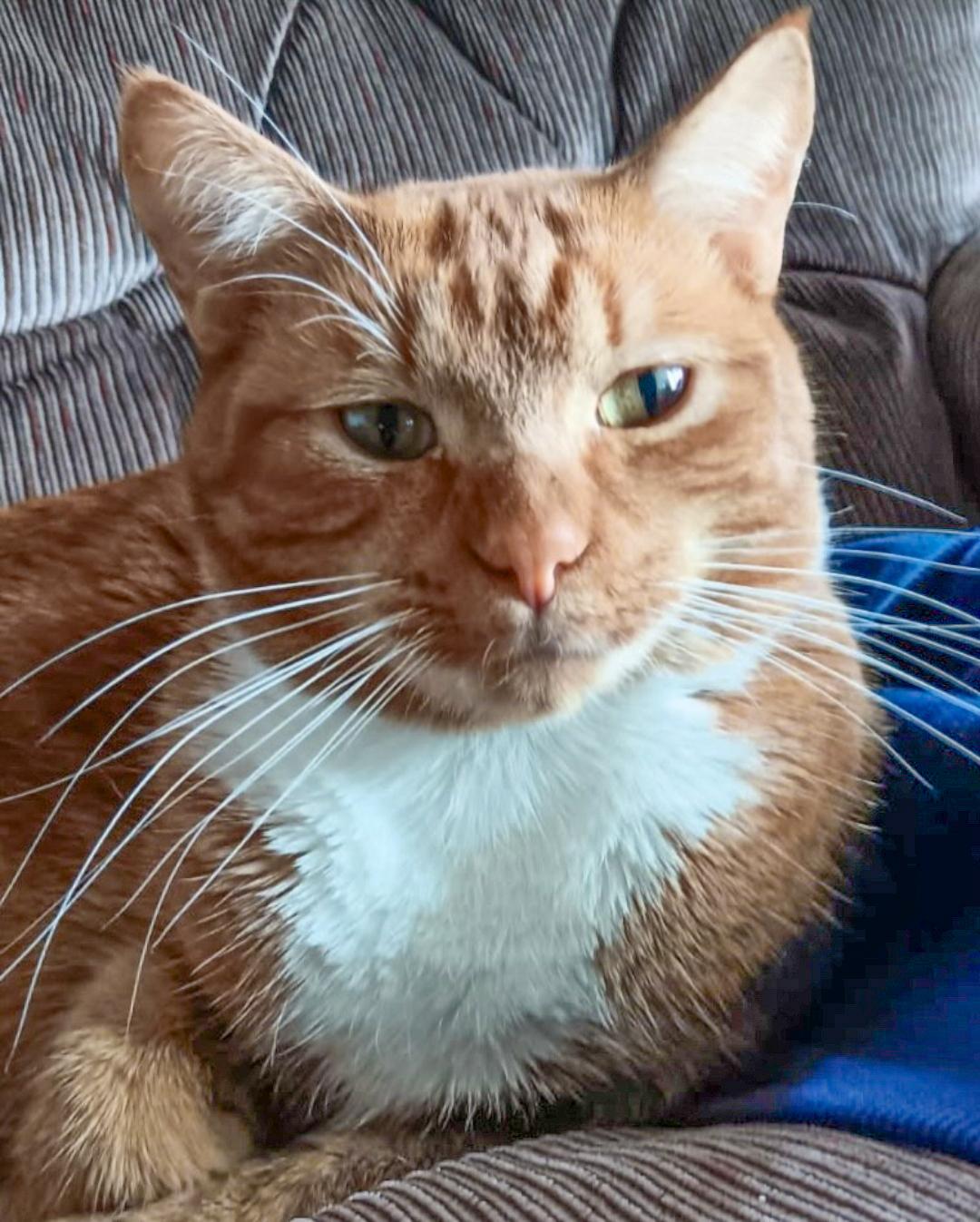 Enlarge Cheddar, a Adoptable Domestic Short Hair in Alexandria, VA image 2/6