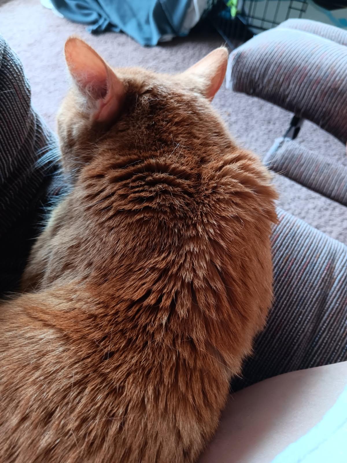 Enlarge Cheddar, a Adoptable Domestic Short Hair in Alexandria, VA image 5/6