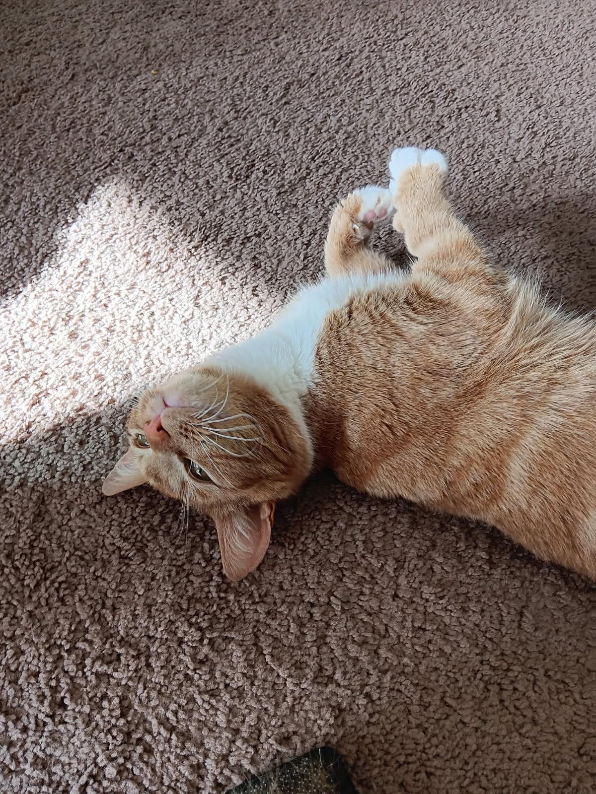 Enlarge Cheddar, a Adoptable Domestic Short Hair in Alexandria, VA image 6/6