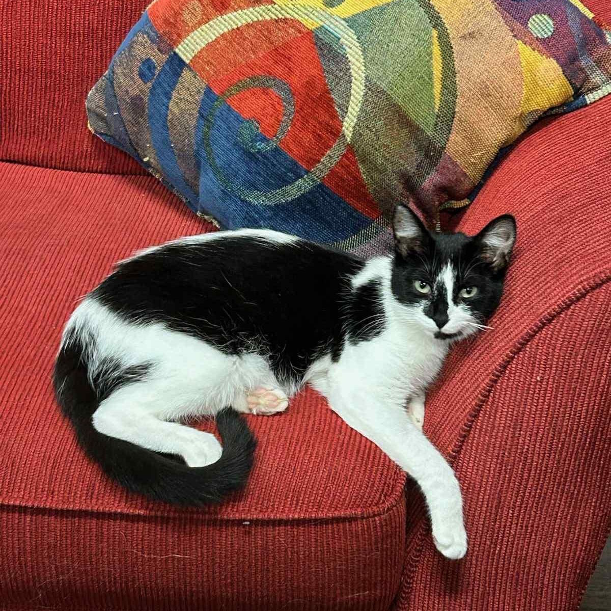 Enlarge KATRIA, a Adoptable Tuxedo in Delhi, ON image 1/4