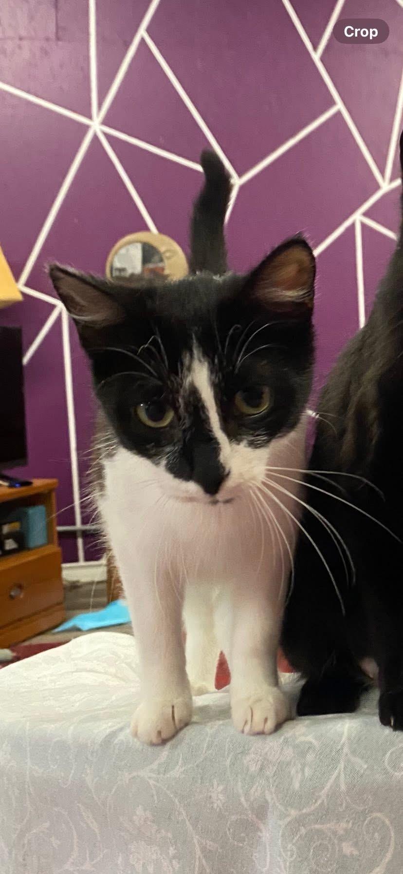 Enlarge KATRIA, a Adoptable Tuxedo in Delhi, ON image 3/4