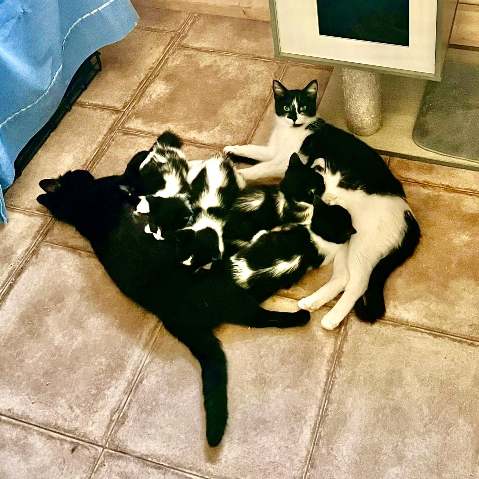 Enlarge KATRIA, a Adoptable Tuxedo in Delhi, ON image 4/4