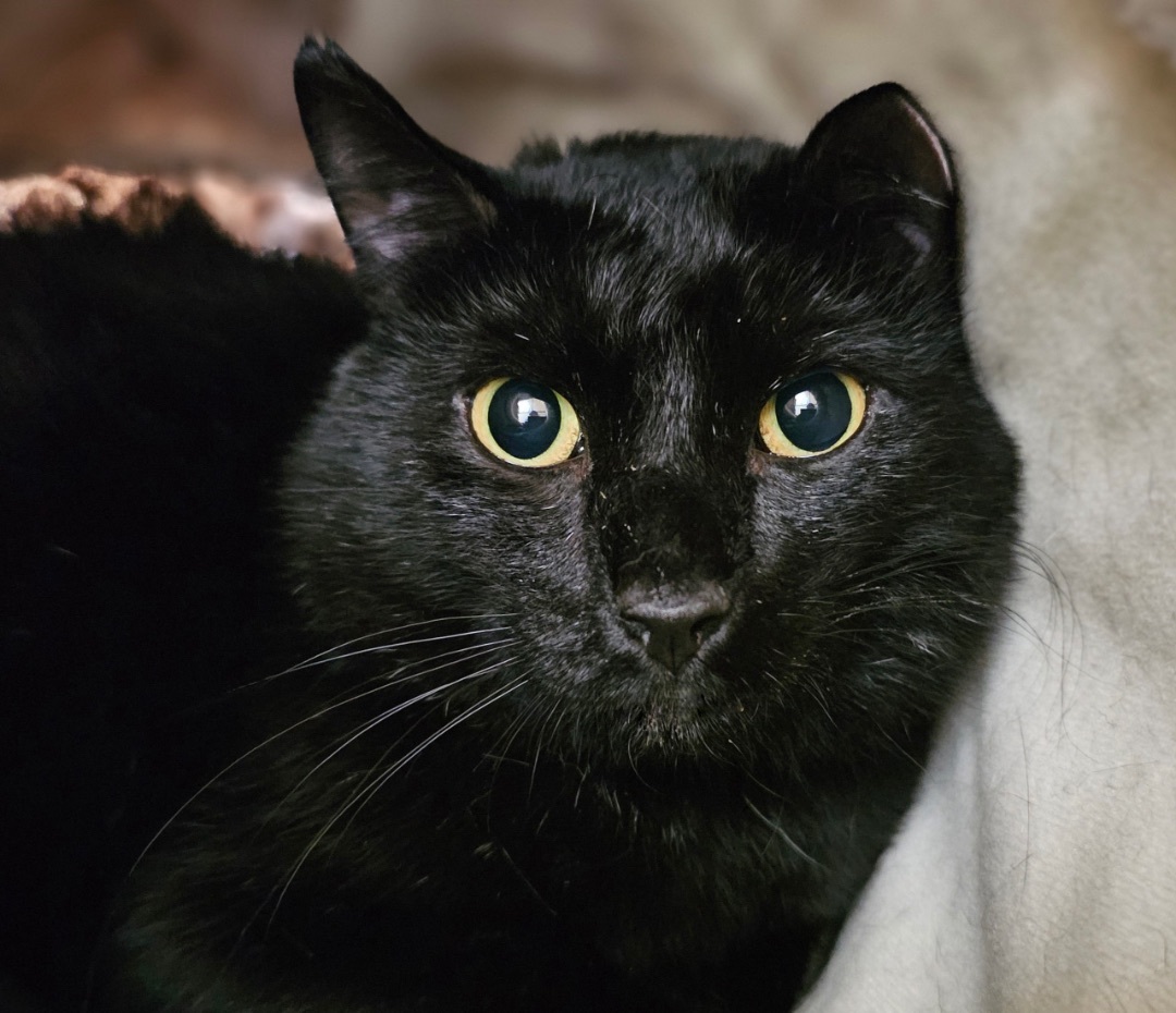 ROMEO, a Adoptable Domestic Short Hair in Albany, NY image 1/4