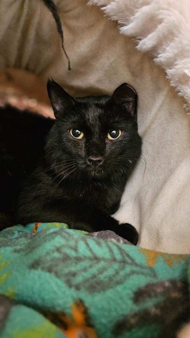 ROMEO, a Adoptable Domestic Short Hair in Albany, NY image 2/4