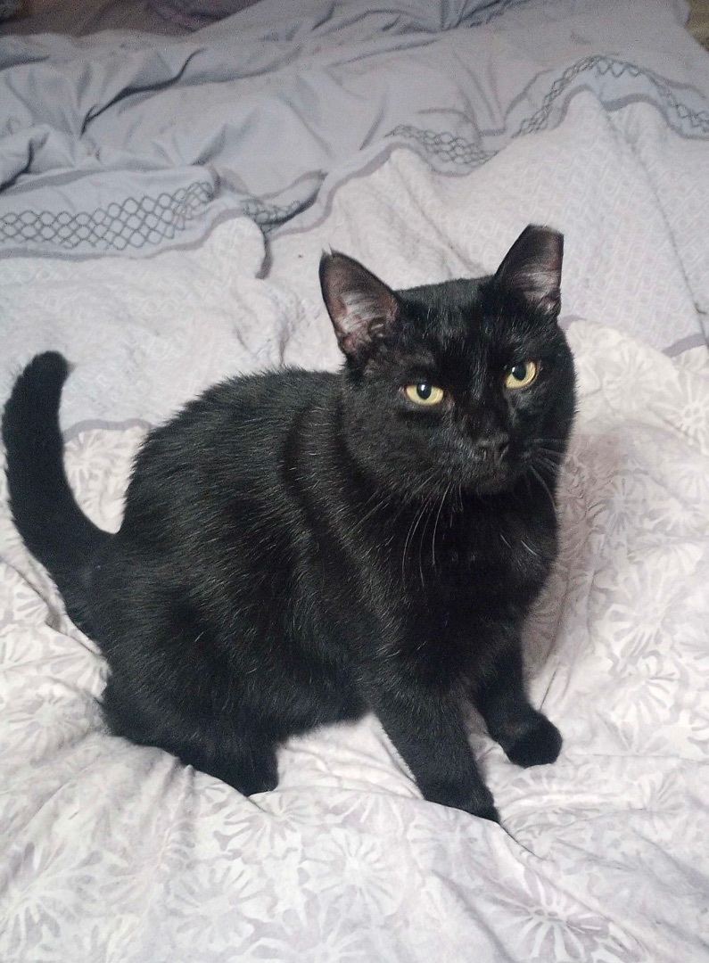 ROMEO, a Adoptable Domestic Short Hair in Albany, NY image 3/4