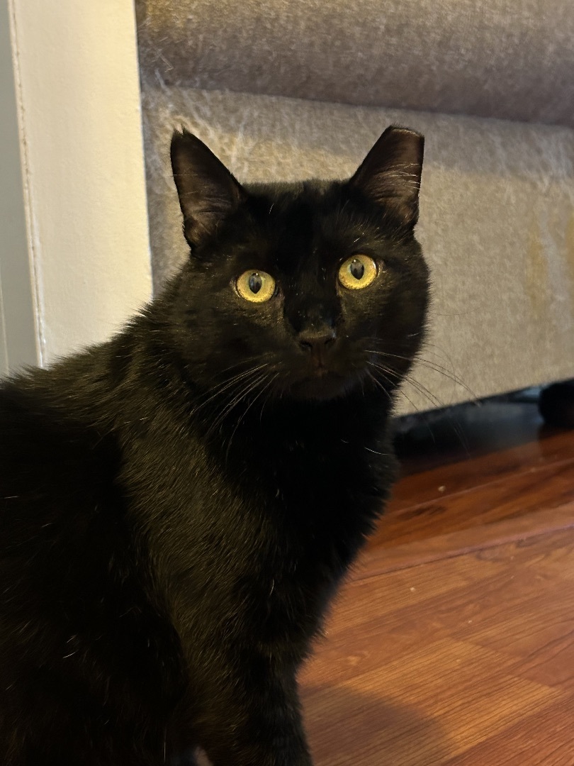 ROMEO, a Adoptable Domestic Short Hair in Albany, NY image 4/4