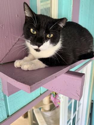 Felix, Adoptable, Adult Male Domestic Short Hair.