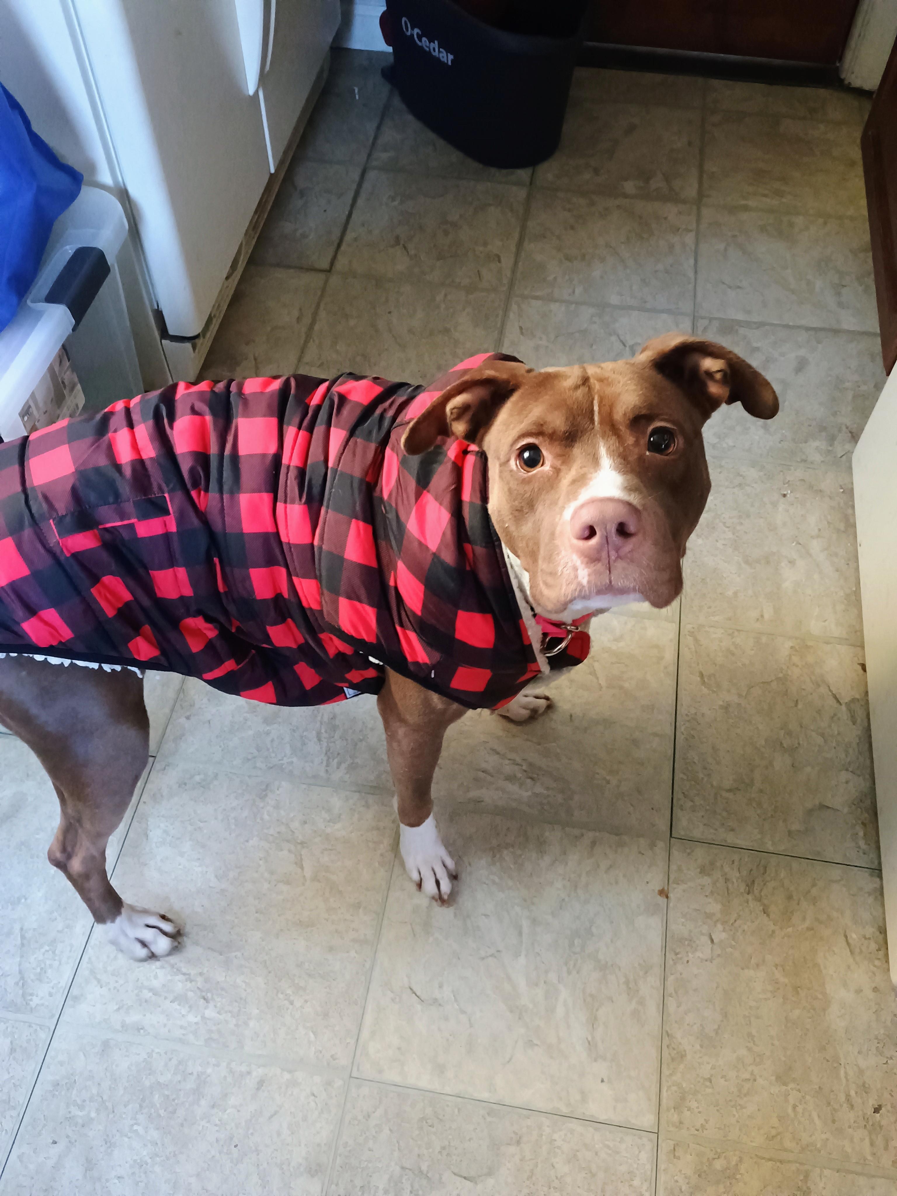 Enlarge Indie, a Adoptable Mixed Breed in Willoughby, OH image 5/6