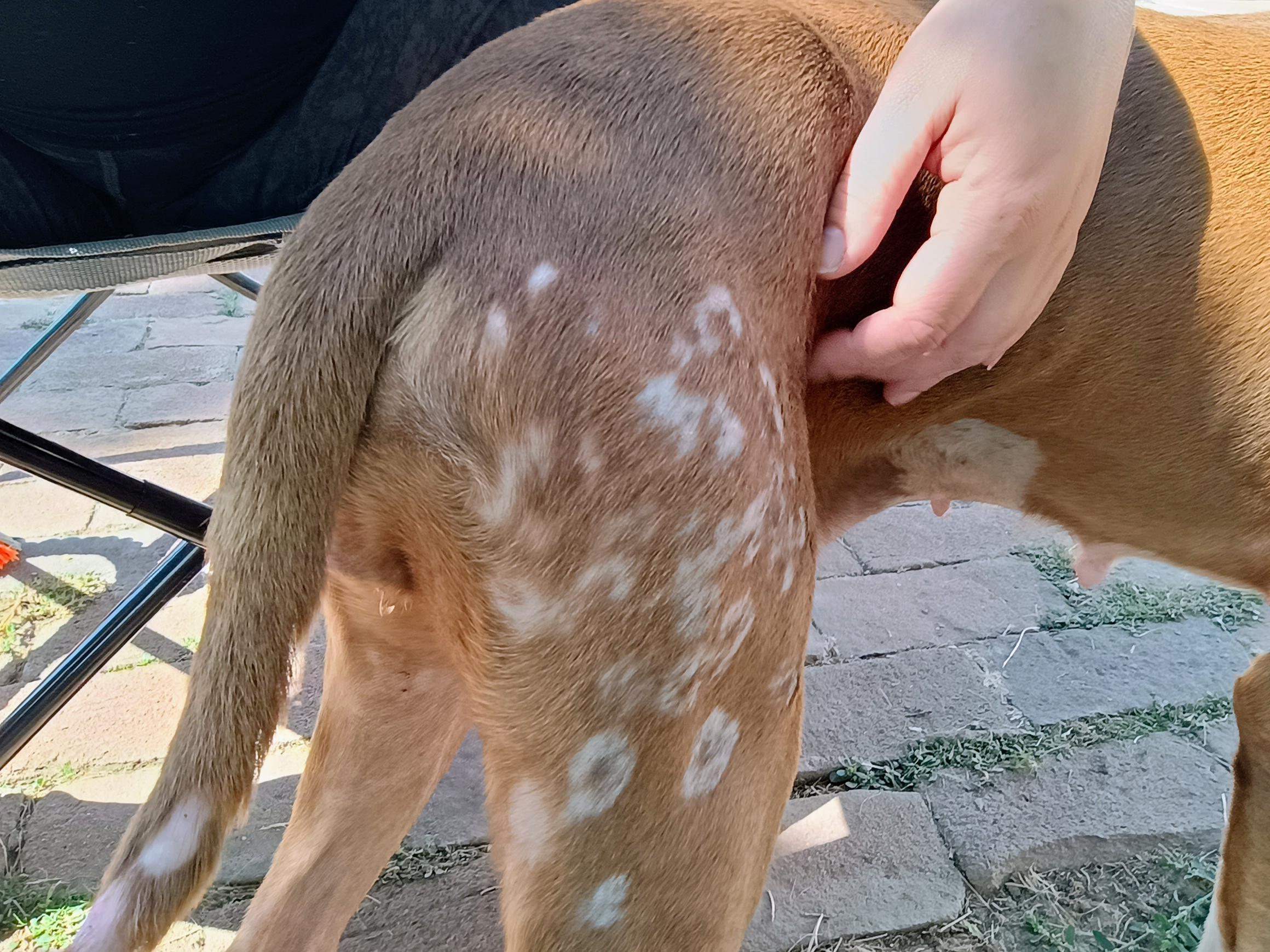 Enlarge Indie, a Adoptable Mixed Breed in Willoughby, OH image 3/6