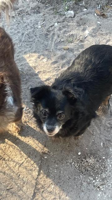 Duchess, Adoptable, Adult Female Chihuahua.