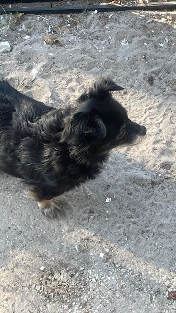 Enlarge Duchess, a Adoptable Chihuahua in Bradenton, FL image 2/6