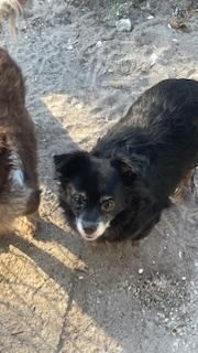 Enlarge Duchess, a Adoptable Chihuahua in Bradenton, FL image 2/6