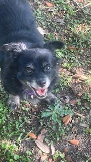 Enlarge Duchess, a Adoptable Chihuahua in Bradenton, FL image 3/6