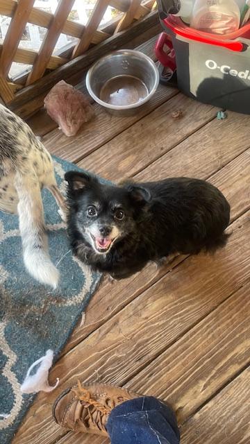 Enlarge Duchess, a Adoptable Chihuahua in Bradenton, FL image 3/6