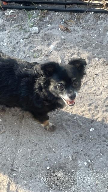 Enlarge Duchess, a Adoptable Chihuahua in Bradenton, FL image 4/6