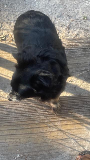 Enlarge Duchess, a Adoptable Chihuahua in Bradenton, FL image 6/6