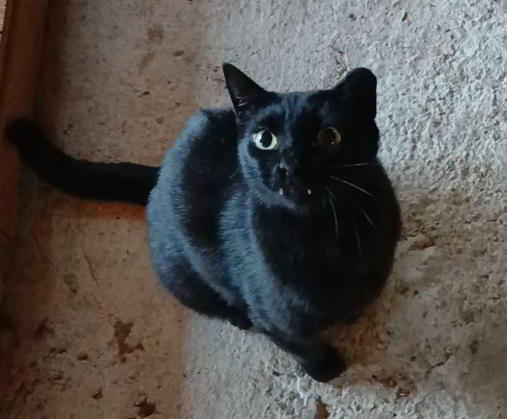 Whisker, adoptable, Adult Male Domestic Short Hair.