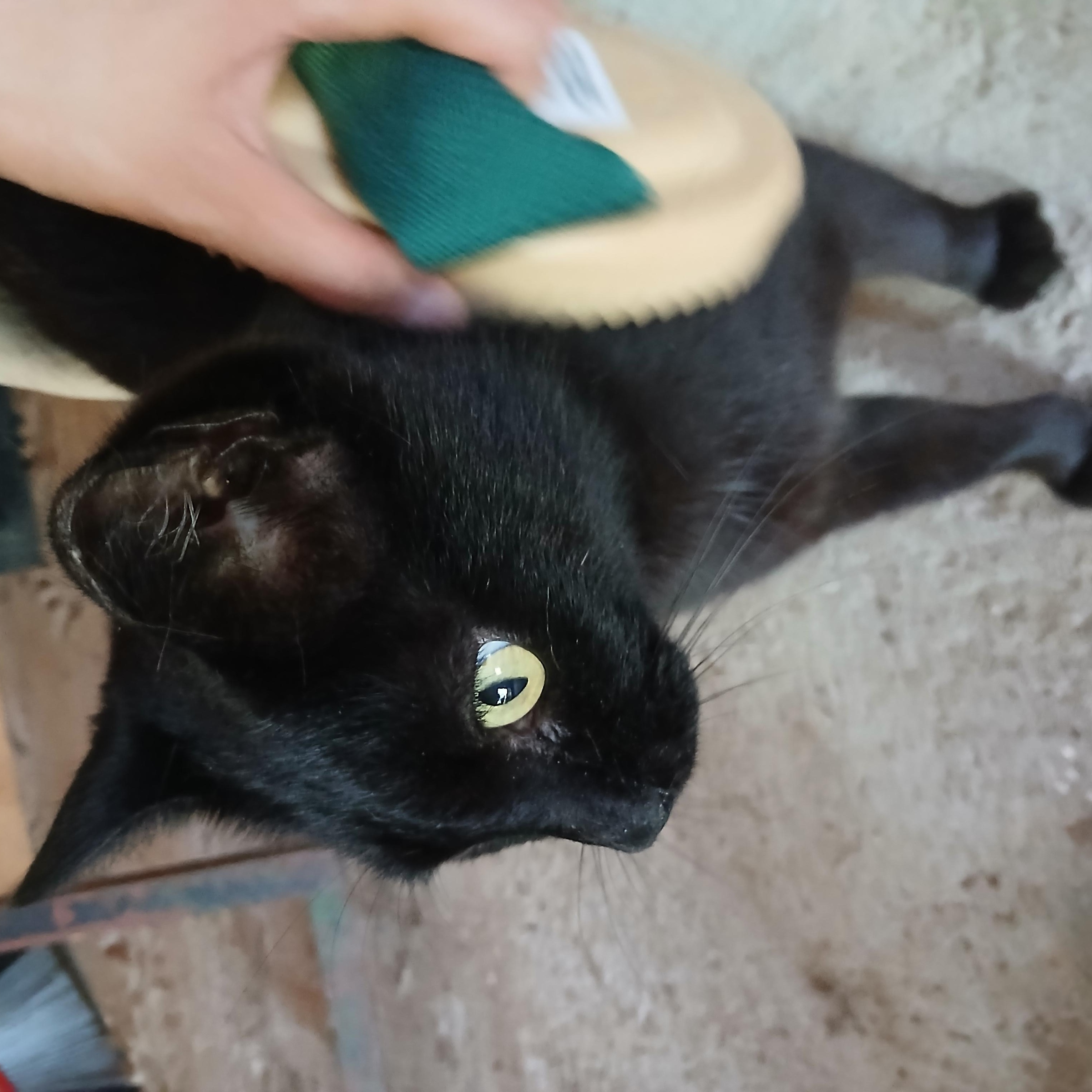 Enlarge Whisker, an adoptable mixed breed in coffeyville , KS image 2/3