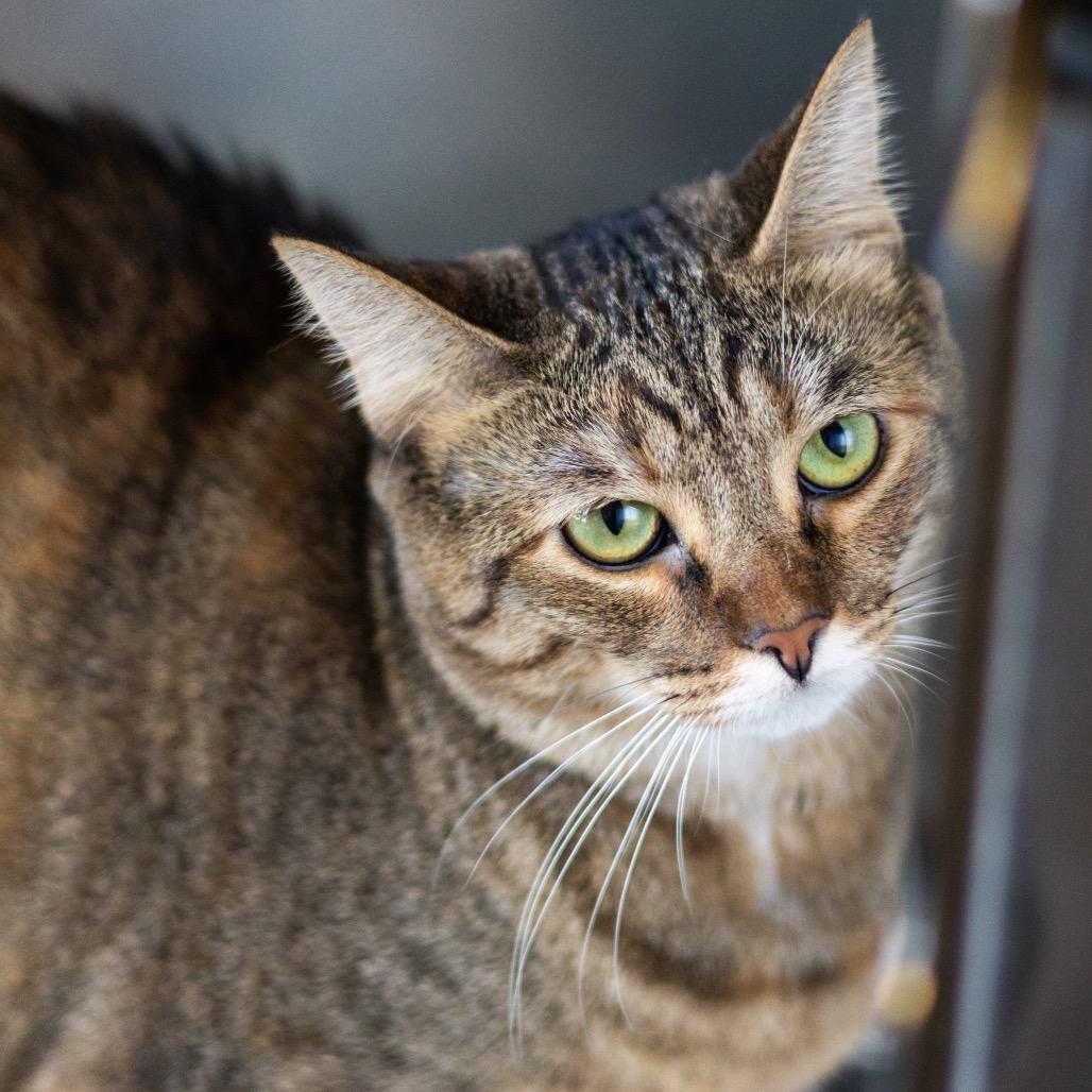 Shadow (fka Shadowcat), Adoptable, Young Female Domestic Short Hair.