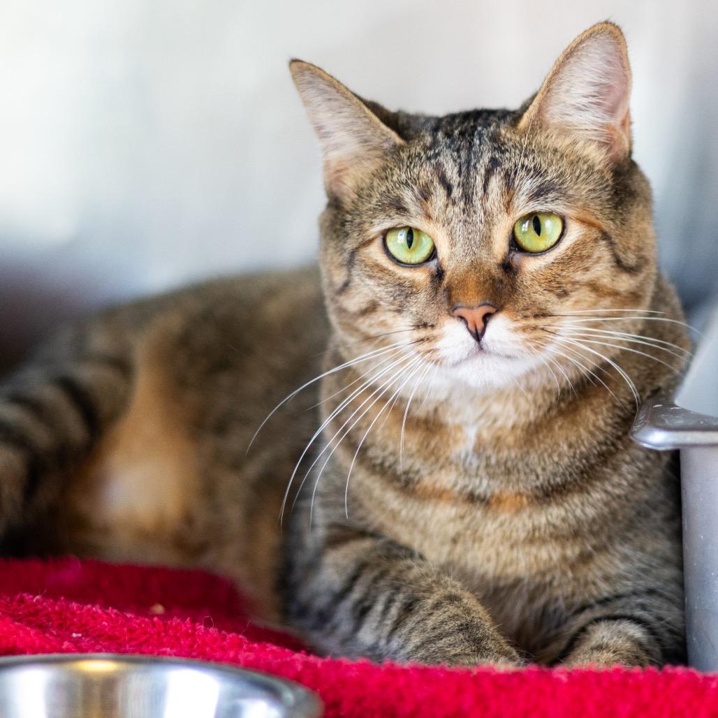 Enlarge Shadow (fka Shadowcat), a Adoptable Domestic Short Hair in Wilmington, DE image 2/4