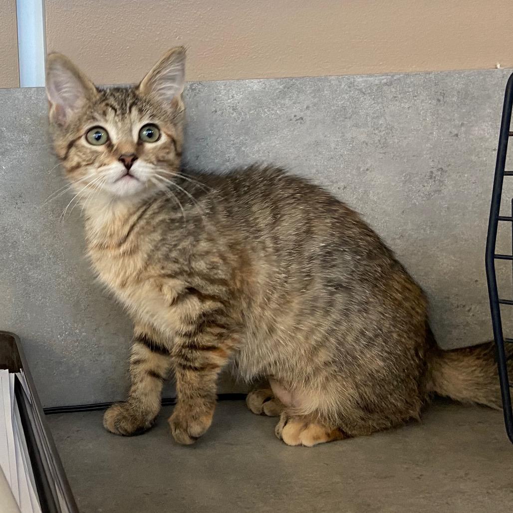 Enlarge Shadow (fka Shadowcat), a Adoptable Domestic Short Hair in Wilmington, DE image 3/4