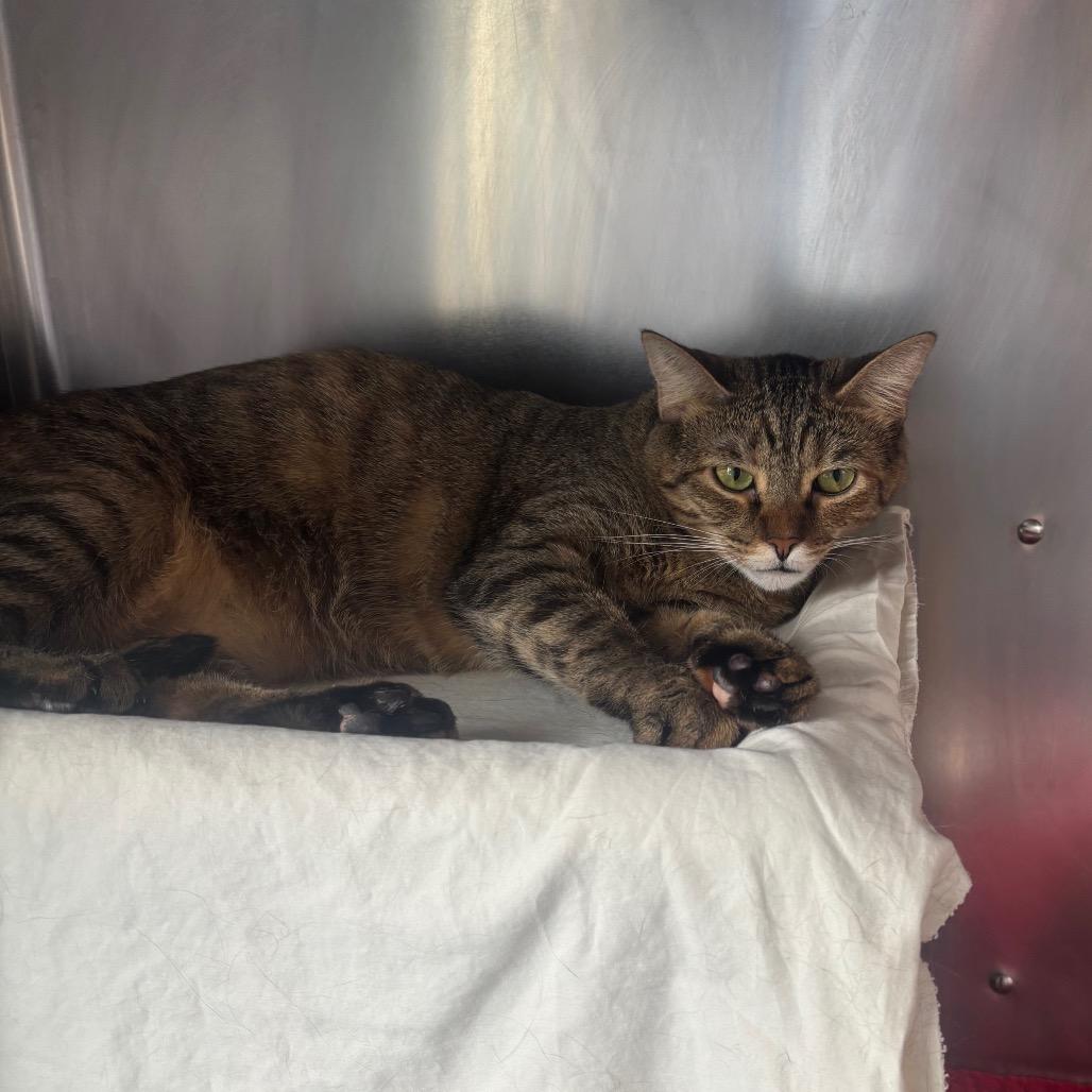 Enlarge Shadow (fka Shadowcat), a Adoptable Domestic Short Hair in Wilmington, DE image 4/4