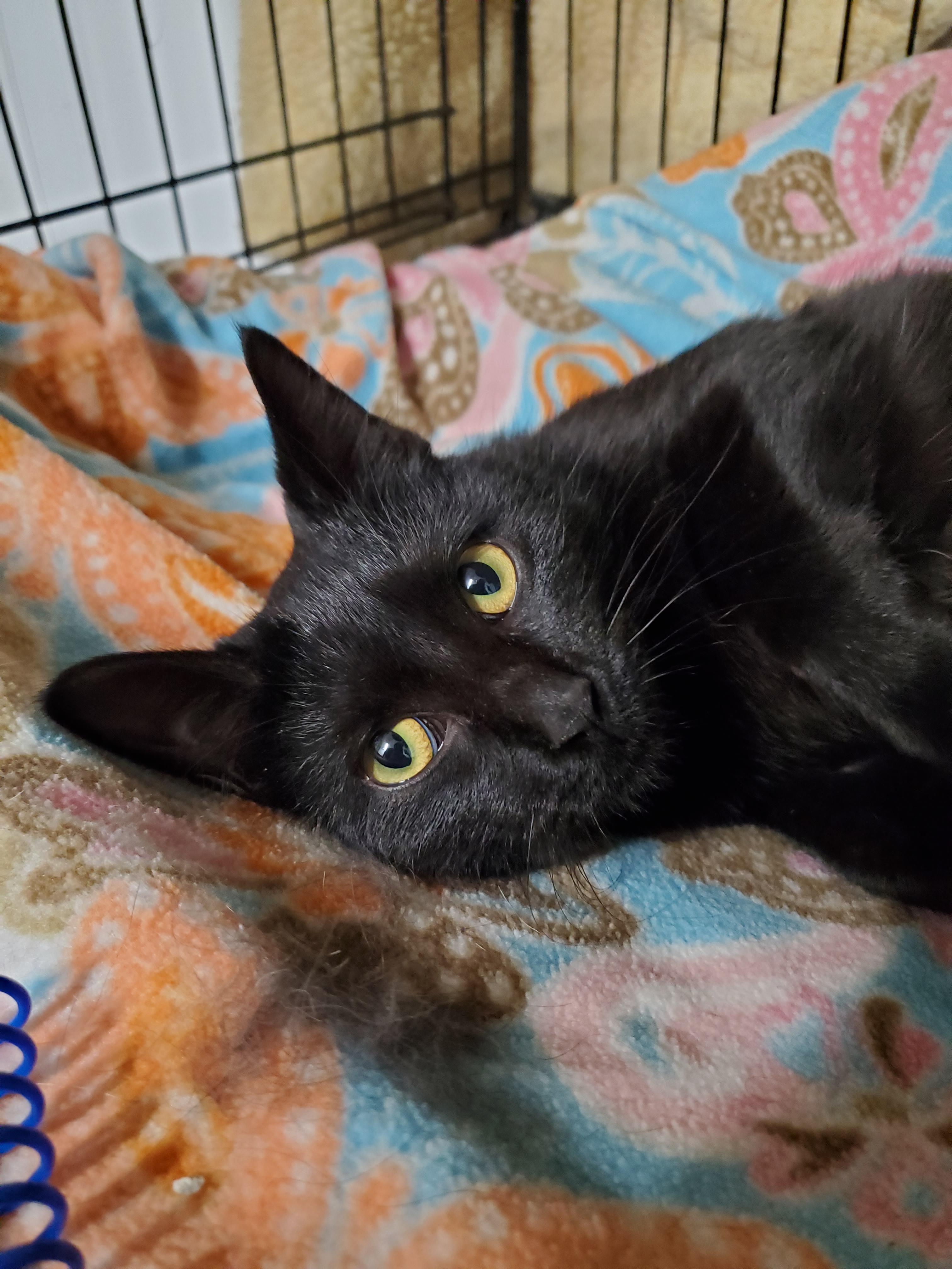 Dahlia, ADOPTABLE, Young Female Domestic Short Hair.