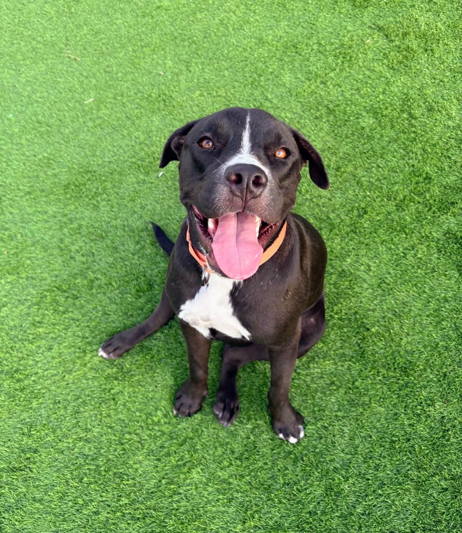 Bub, Adoptable, Adult Male Pit Bull Terrier.