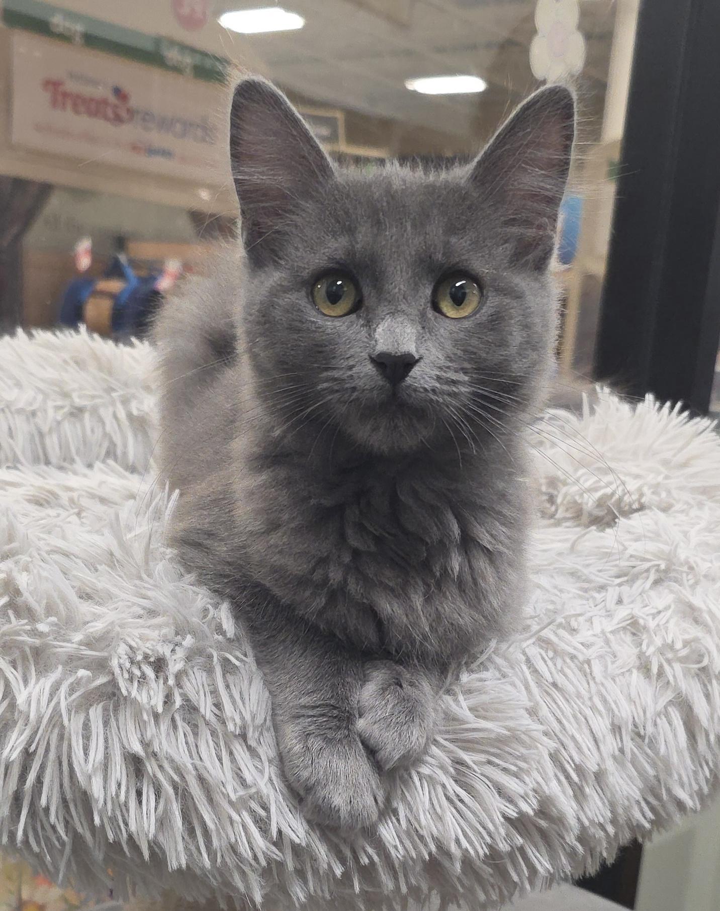 Twinkie, ADOPTABLE, Young Female Domestic Medium Hair.