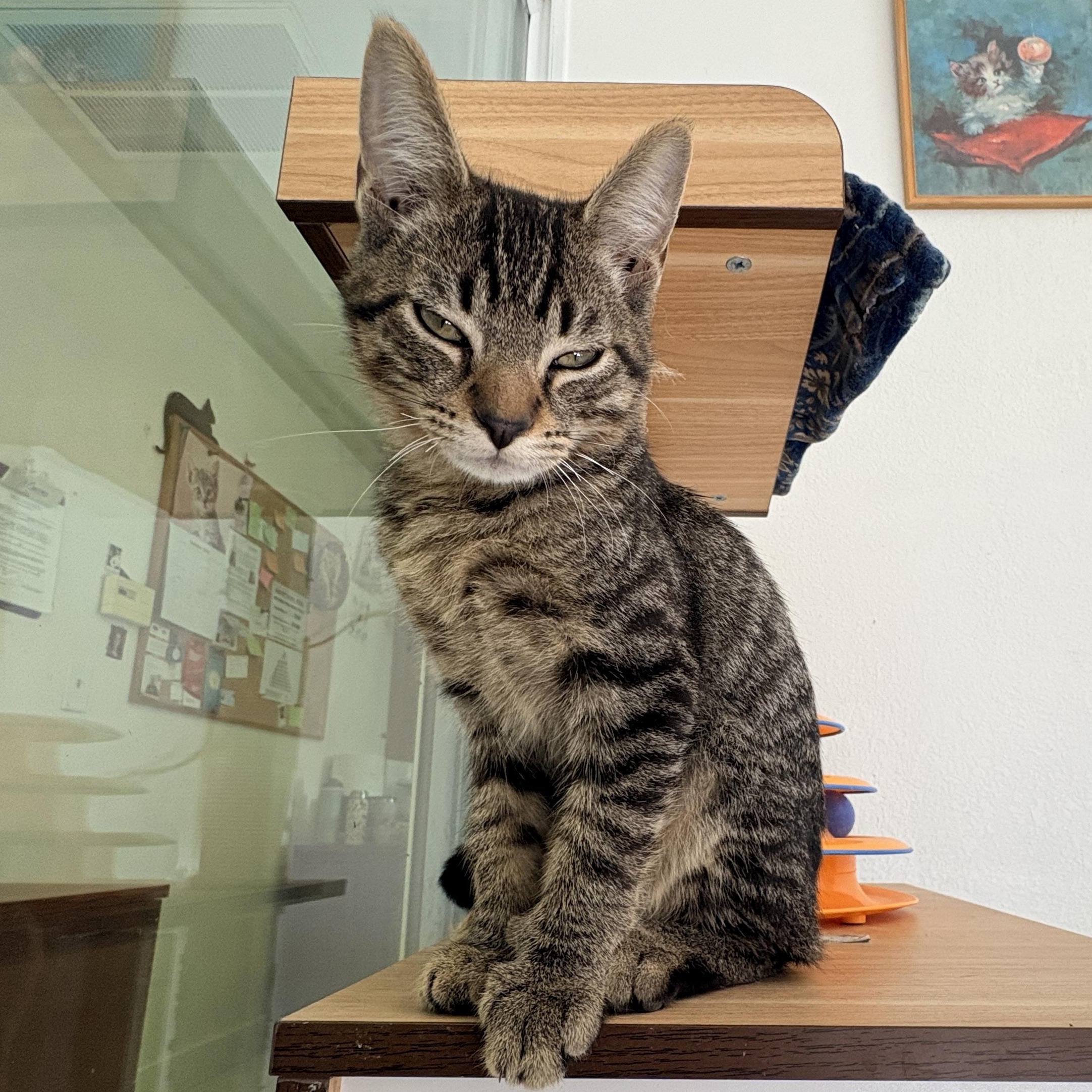 Enlarge Ringo, a Adoptable Domestic Short Hair in Quincy, CA image 4/4