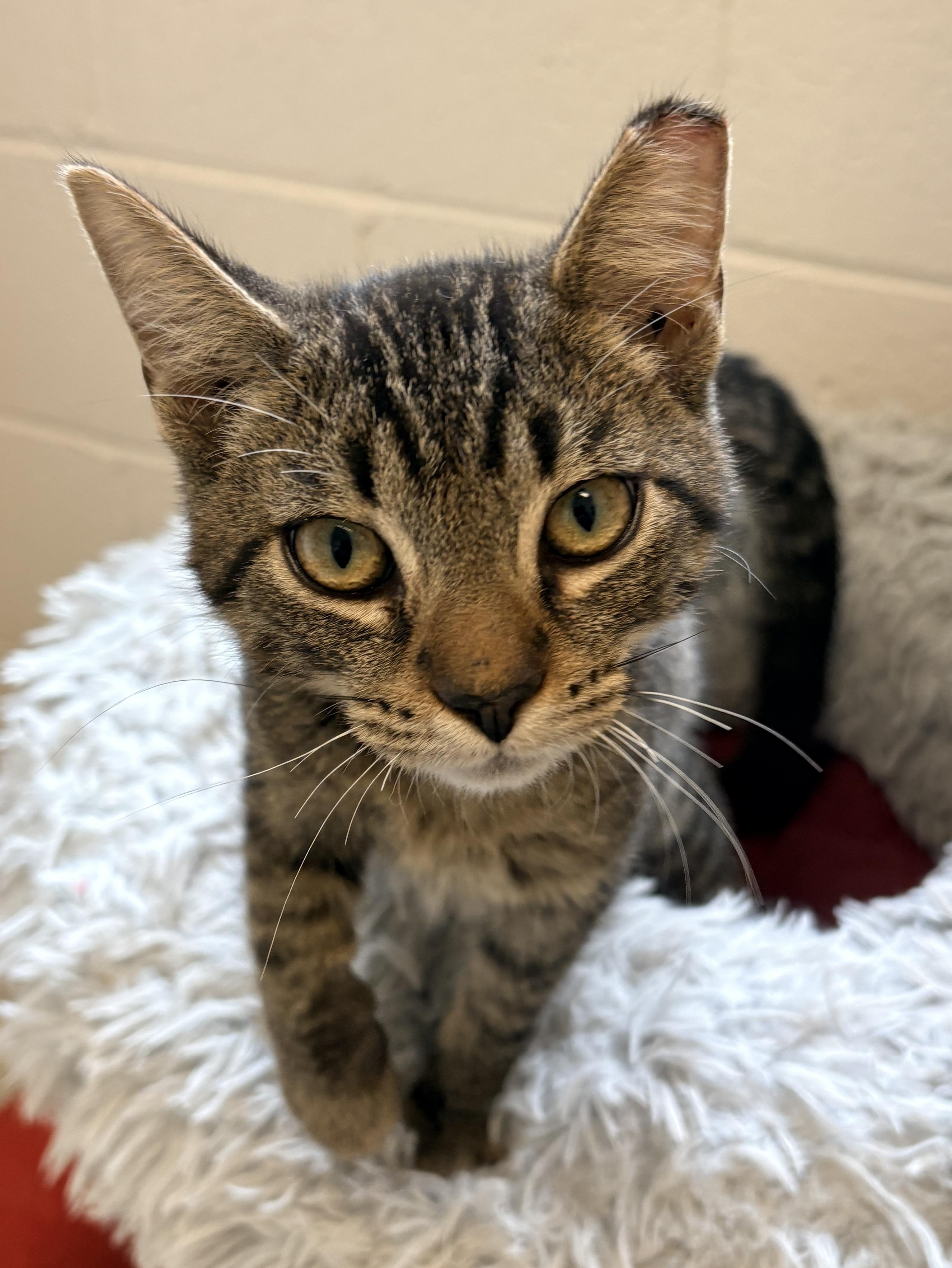 Enlarge Ringo, a Adoptable Domestic Short Hair in Quincy, CA image 2/4
