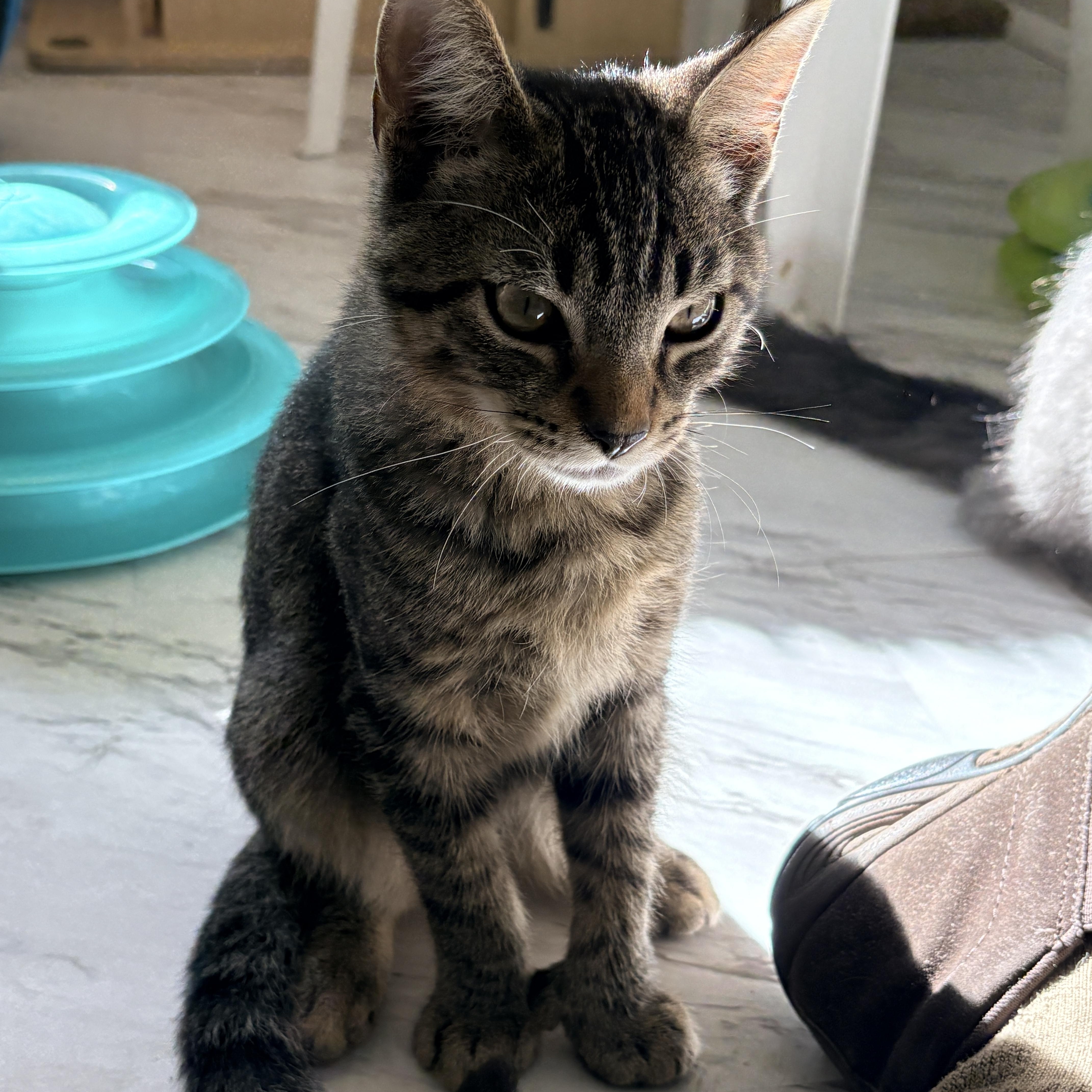 Enlarge Ringo, a Adoptable Domestic Short Hair in Quincy, CA image 3/4