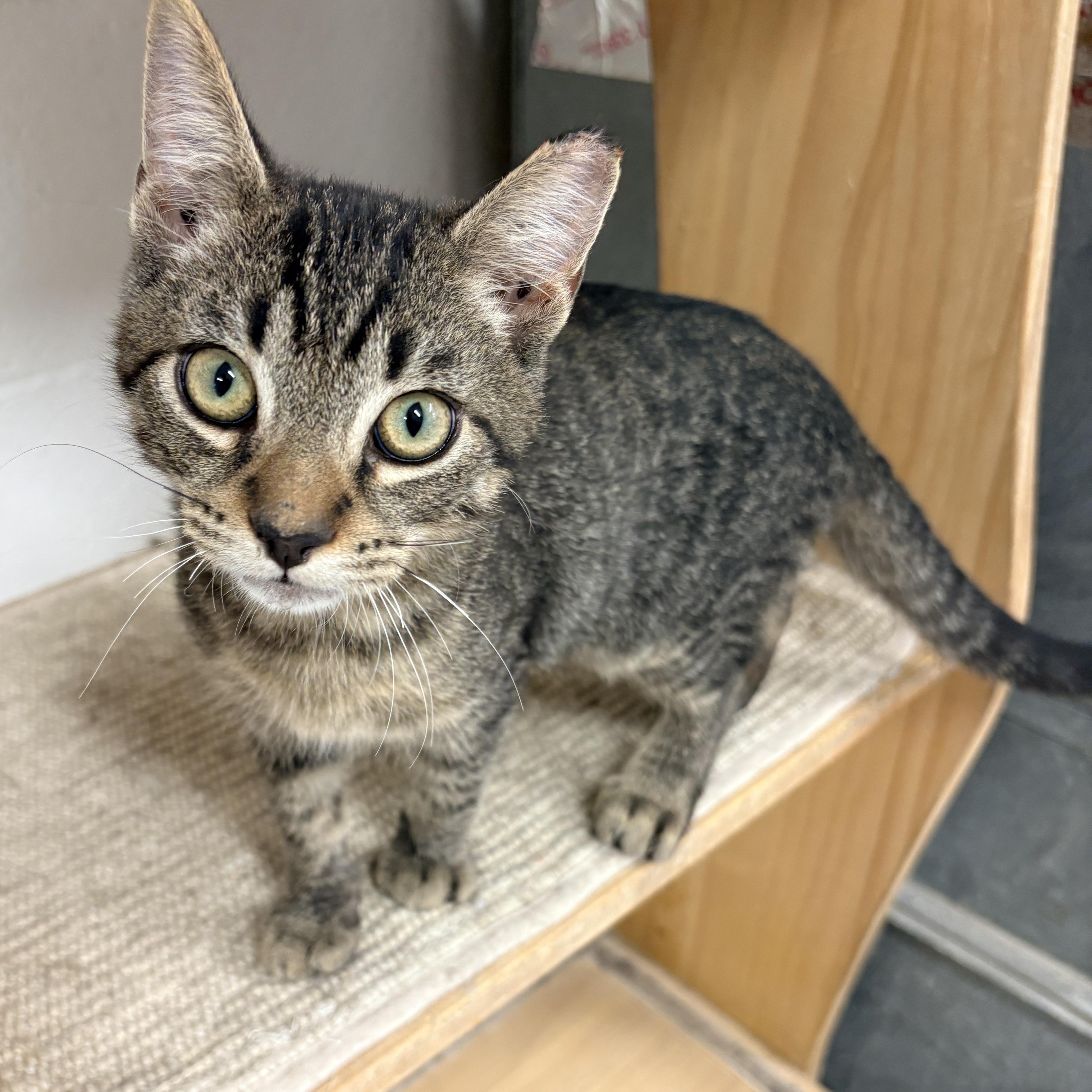 Enlarge Ringo, a Adoptable Domestic Short Hair in Quincy, CA image 1/4