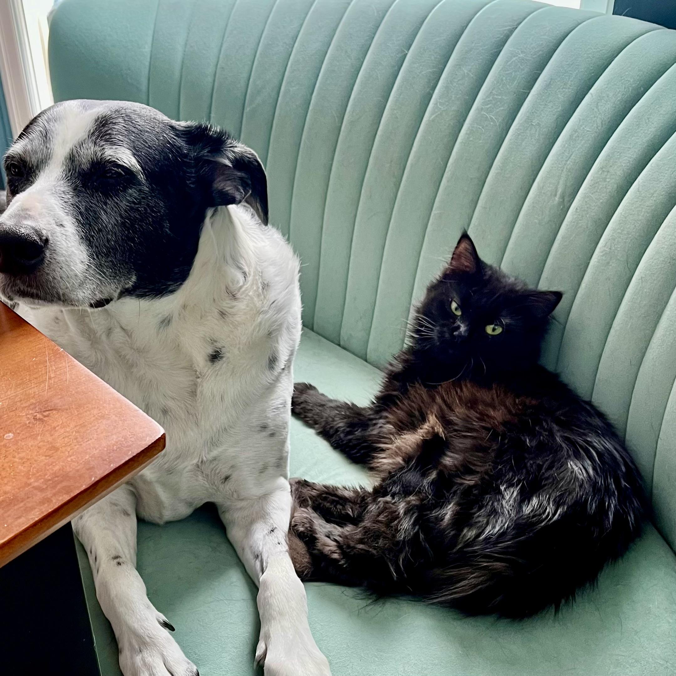 Enlarge Lainey, a Adoptable Domestic Long Hair in Albany, NY image 2/6