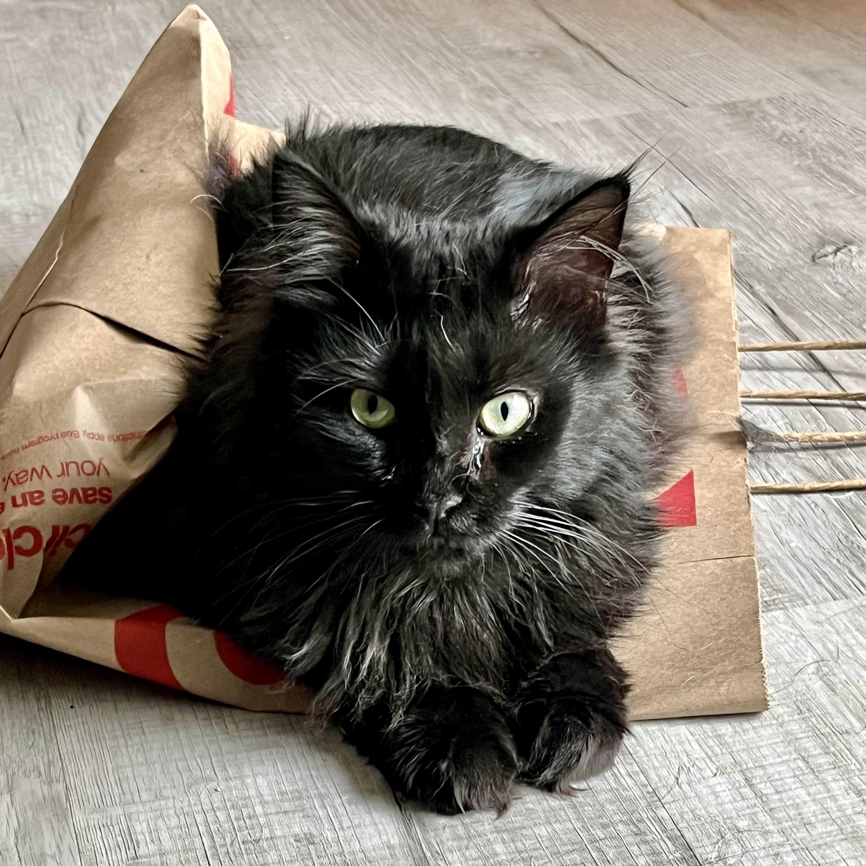 Lainey, Adoptable, Adult Female Domestic Long Hair.