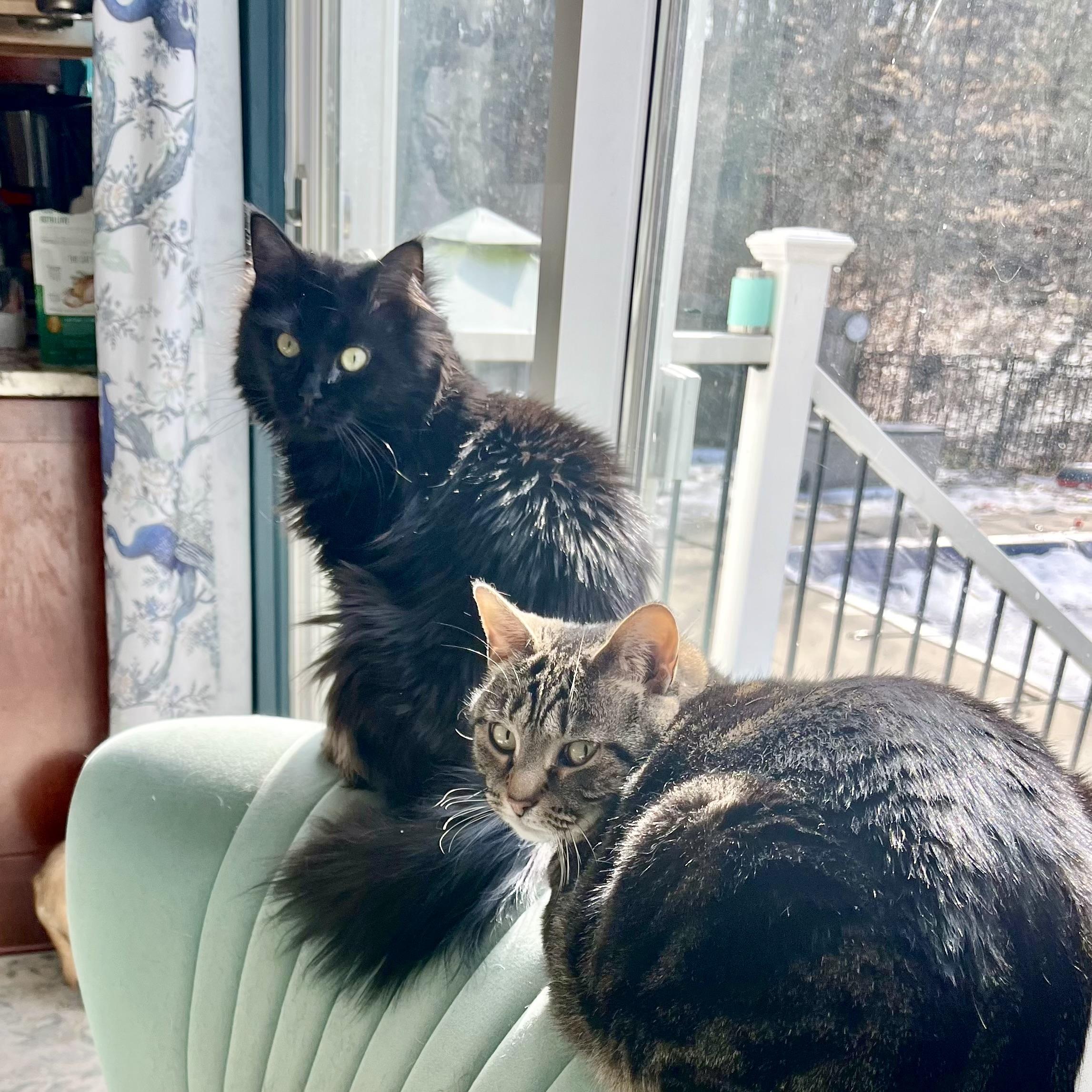 Enlarge Lainey, a Adoptable Domestic Long Hair in Albany, NY image 3/6