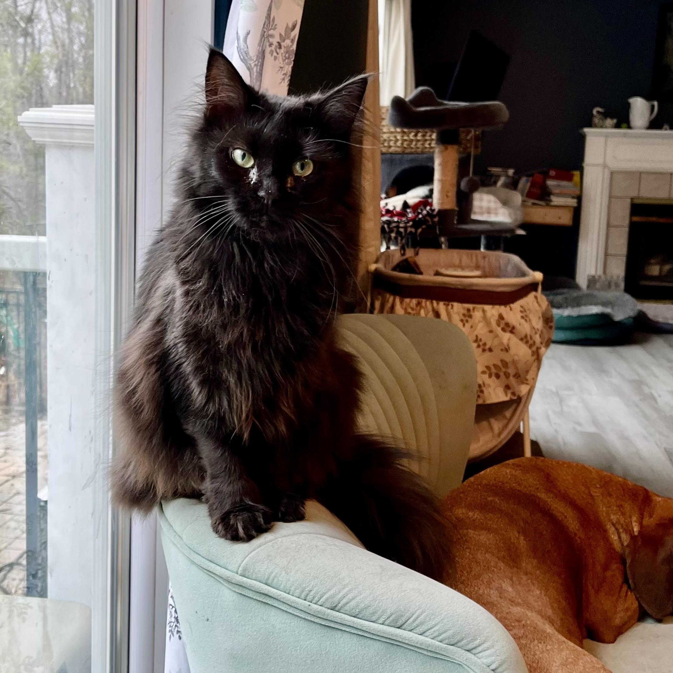 Enlarge Lainey, a Adoptable Domestic Long Hair in Albany, NY image 4/6