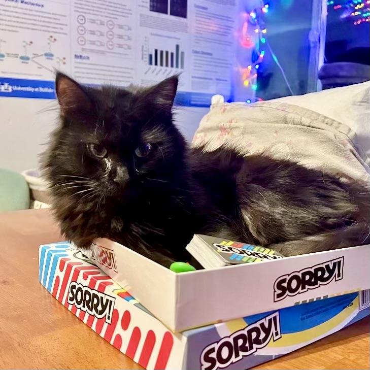 Enlarge Lainey, a Adoptable Domestic Long Hair in Albany, NY image 5/6