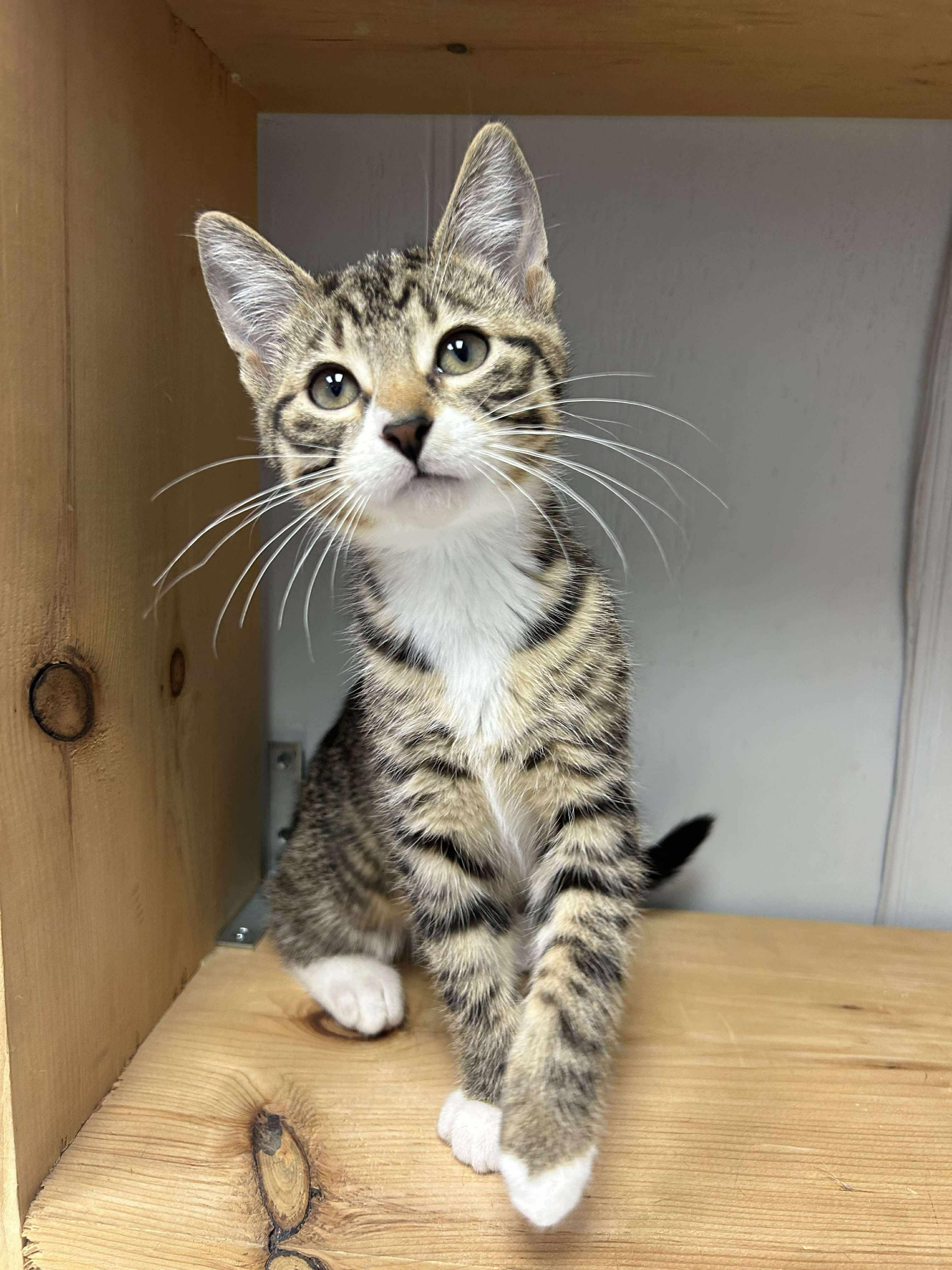 Chuck, an adoptable Domestic Short Hair in Winnipeg, MB, R2L 0L6 | Photo Image 1