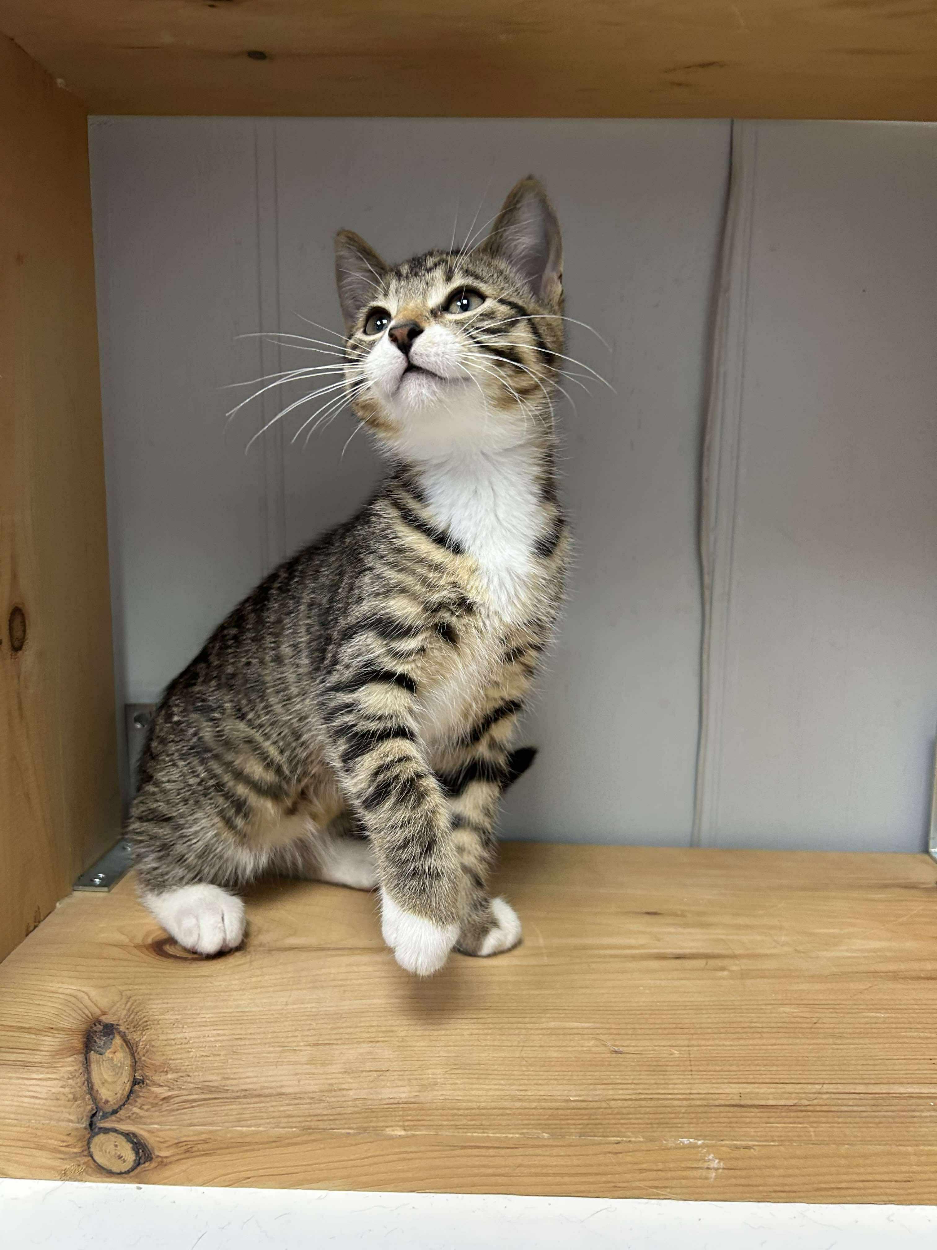 Chuck, an adoptable Domestic Short Hair in Winnipeg, MB, R2L 0L6 | Photo Image 3