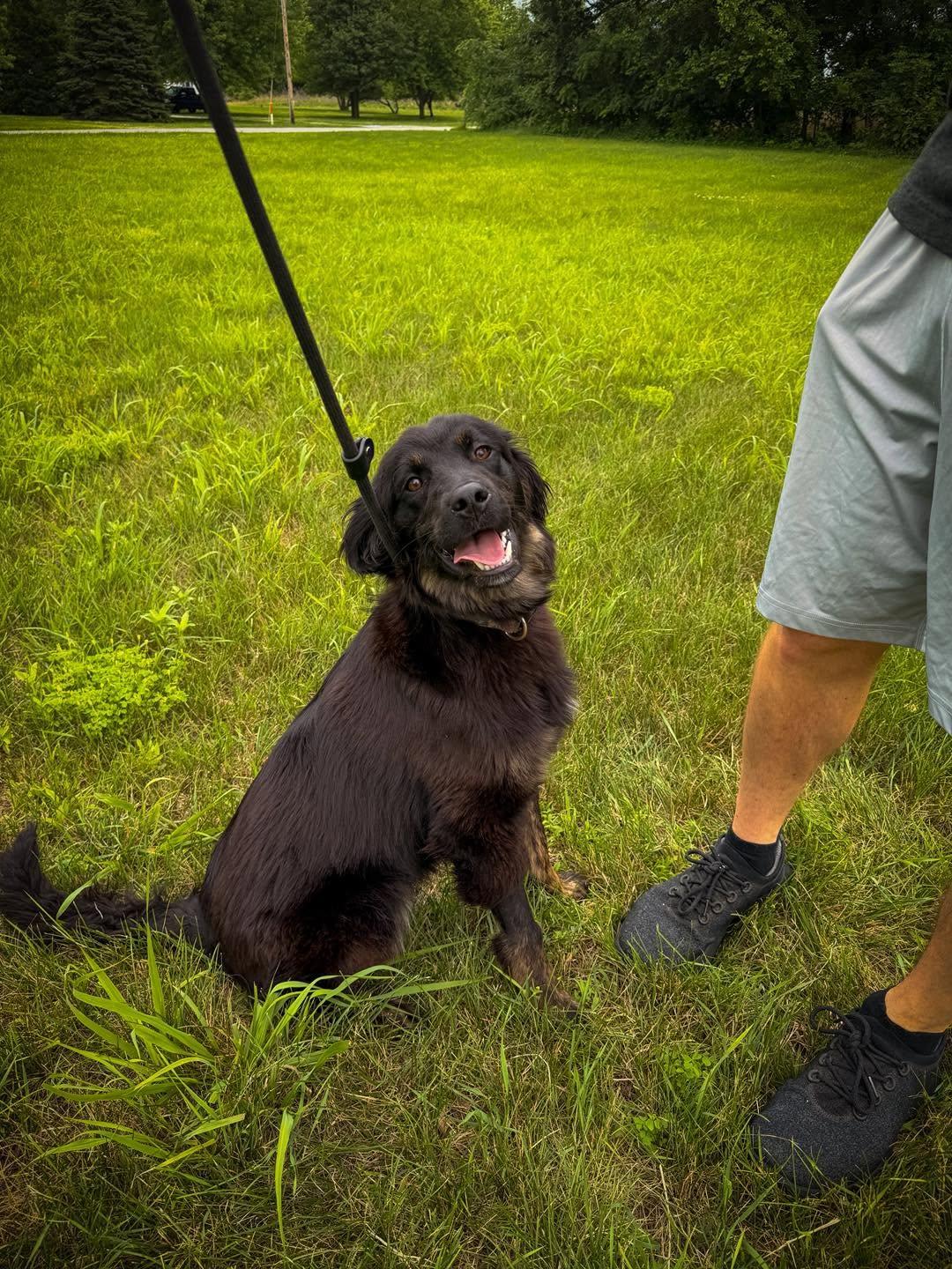 Enlarge Spencer, a ADOPTABLE Australian Shepherd in Monticello, IN image 2/4