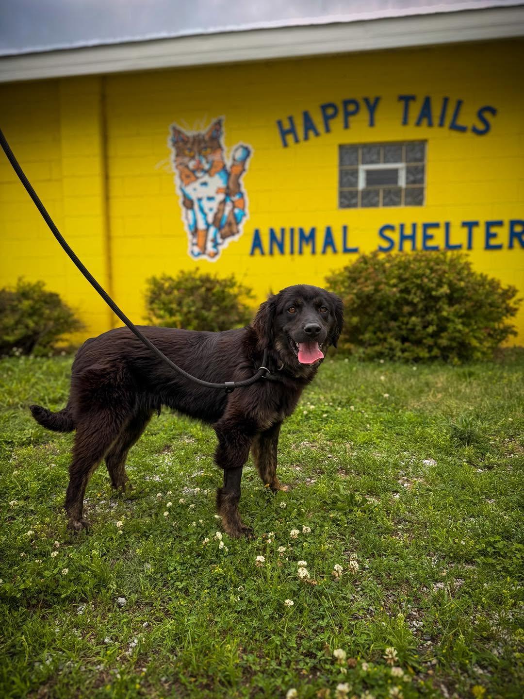 Enlarge Spencer, a ADOPTABLE Australian Shepherd in Monticello, IN image 3/4