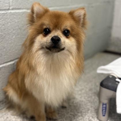 Enlarge Short Round, a Adoptable Pomeranian in Arlington, VA image 1/1