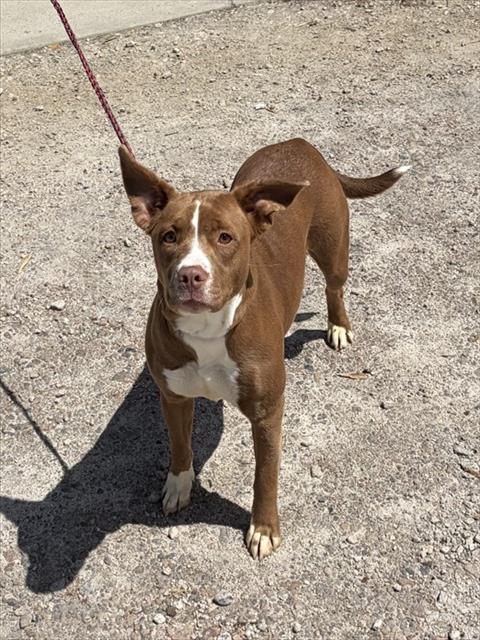 COCO, Adoptable, Young Female Pit Bull Terrier.