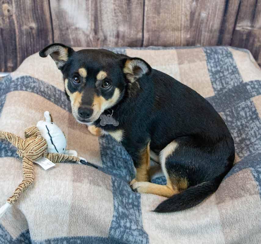 Jacoby, an adopted mixed breed in Kennesaw, GA image 4/6