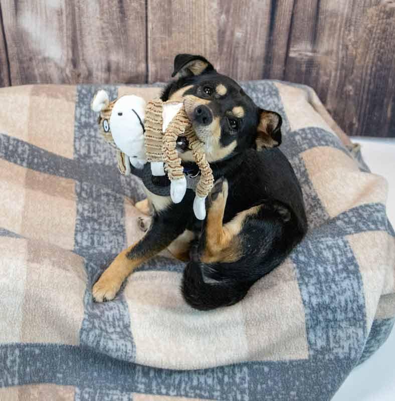 Jacoby, an adopted mixed breed in Kennesaw, GA image 2/6