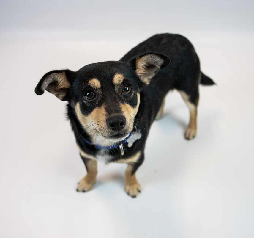 Jacoby, an adopted mixed breed in Kennesaw, GA image 5/6
