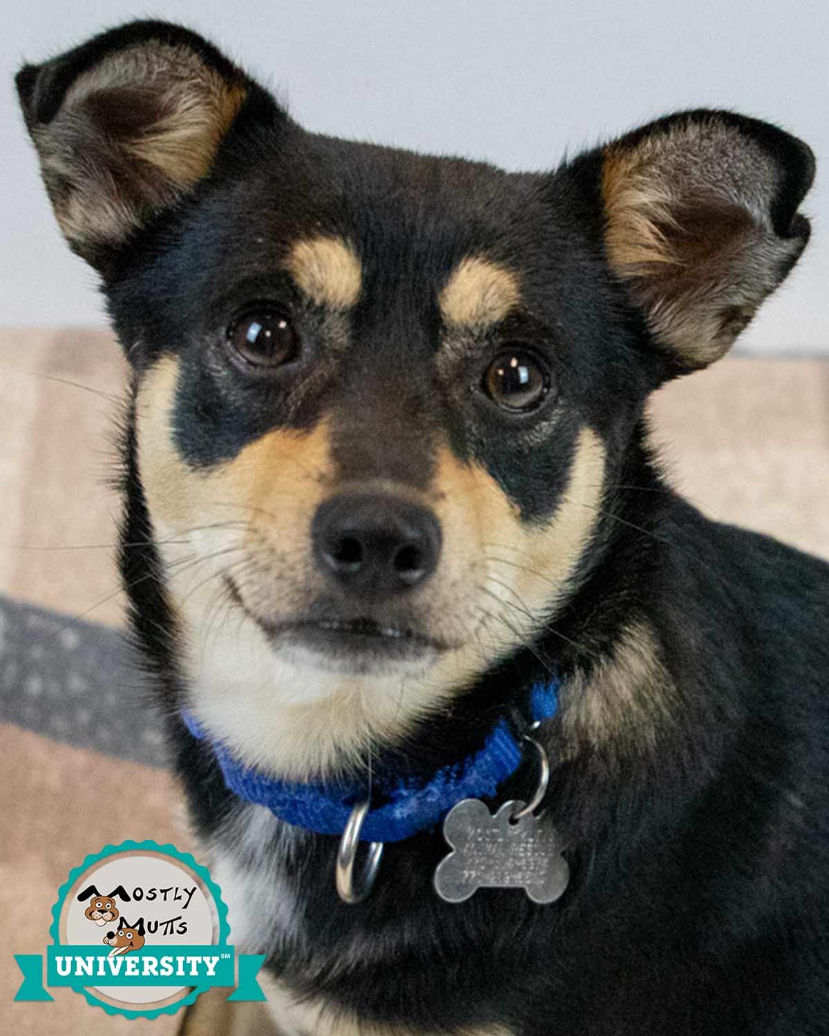 Jacoby, adopted, Young Male Chihuahua & Terrier.