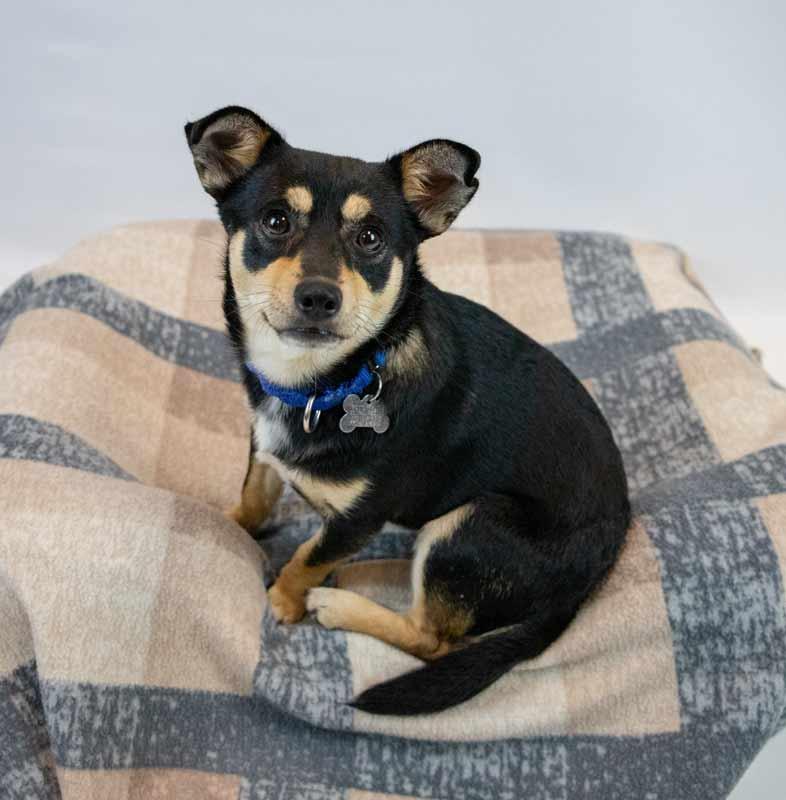 Jacoby, an adopted mixed breed in Kennesaw, GA image 6/6